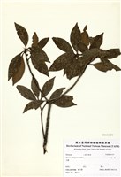 藏品(白花八角)的圖片